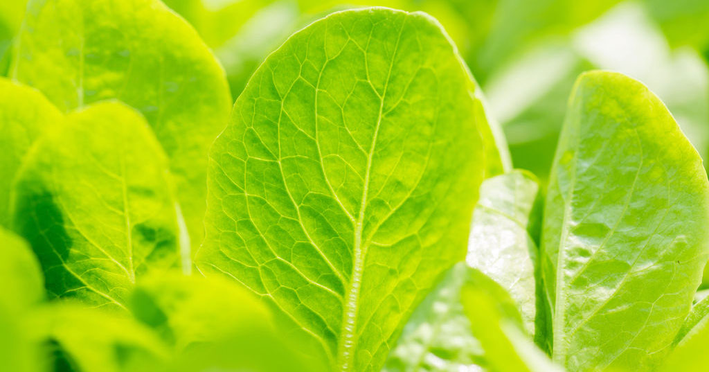 EricKRice's tweet photo. Leafy, clean, local greens, 365 days a year ... #Sustainable and transparent farming, with the help of #blockchain and data science. @IBMorg https://t.co/GrQkLNfJMs https://t.co/TXqbD3v8vh