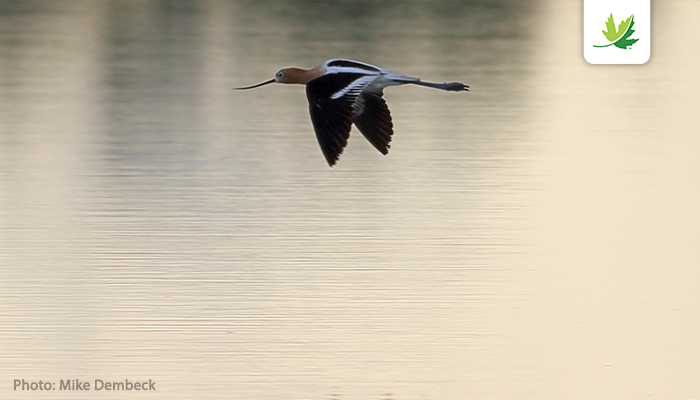 NCC_CNC's tweet photo. Explore what NCC and our partners are doing for shorebird conservation in Manitoba: https://t.co/f857OSP8Vu https://t.co/FmIS5g93gl