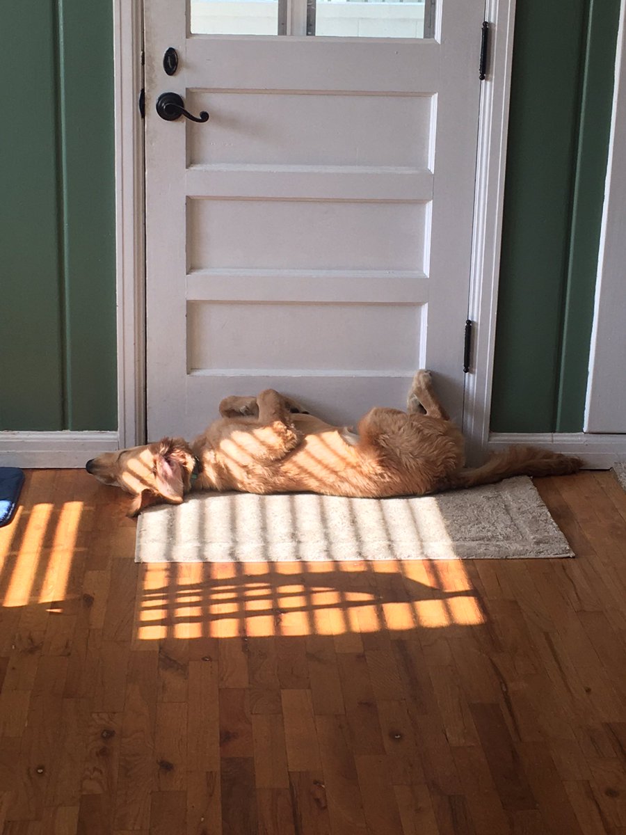 saranoh01's tweet photo. Guard dog https://t.co/hVvyX55bls