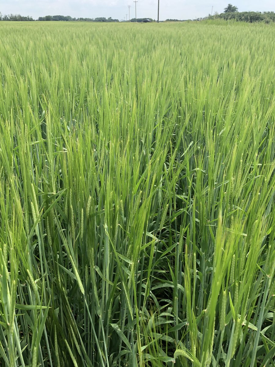 Darrenbratrud's tweet photo. Barley at Paradise Valley,  grown on a very sandy field.  85 bpa potential not counting stuff coming out of the boot.  #FLCropTour20 #flinthefield https://t.co/PVSUMl8zuO