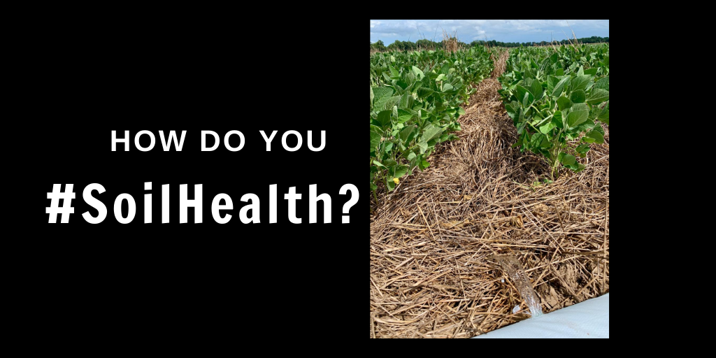 Furrow irrigation in the #CoverCrop!  How do YOU #SoilHealth?  We want to know!  Tag us for a retweet and a #SoilHealthShoutout!  <a href="/AgWriterArk/">🧨 Ferndale Int’l Observatory</a> <a href="/AginArk/">UA System Div of Ag</a> #ArkAg