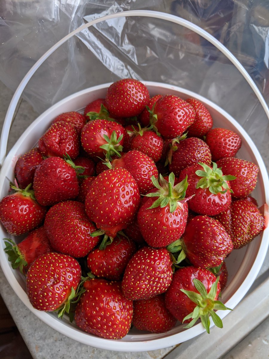 DaleRM's tweet photo. ππ
#PickLocal #LestersFarm #Nfld https://t.co/2L8w7KQUks