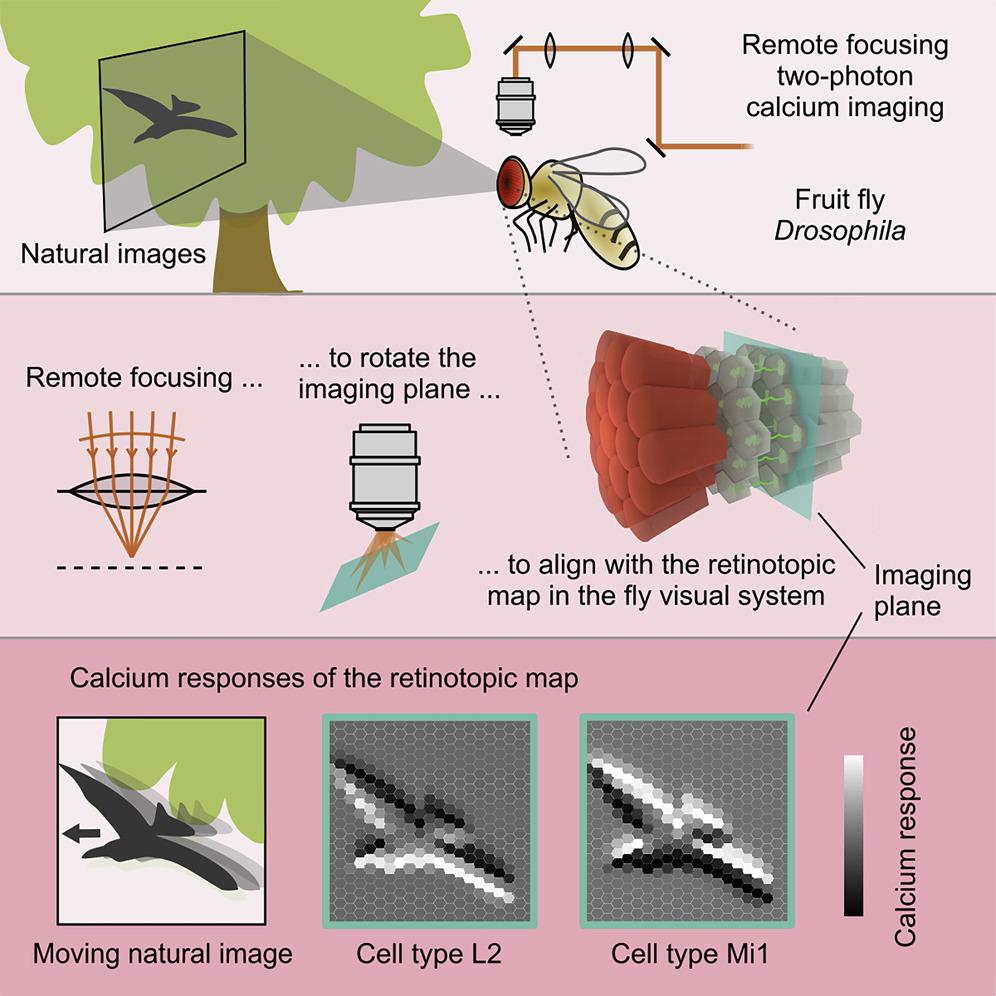 iScience_CP's tweet photo. Seeing is believing! Now, #2PMicroscopy lets us see how the world is through the fly eyes, at the level of lamina and medulla neurons. Read more of this #Interdisciplinary work by @annafli @mpiNeuro from #Editor @RituChakra https://t.co/059KFlR9uf https://t.co/pltQWSicwJ