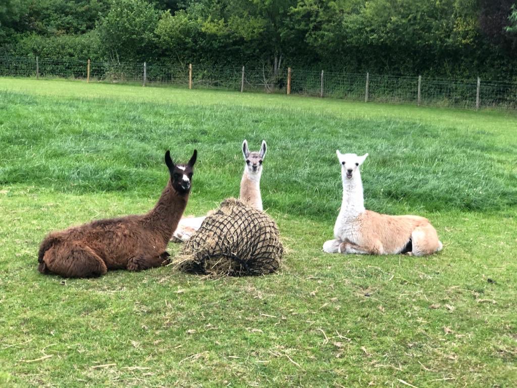 Catanger_Llamas's tweet photo. Xodo is hosting this evenings dinner party. Special guests Verity and Yoyo 💕

Starter: hay
Main: hay
Pudding: hay 🤪

#llamafarm #llamatrekking #catangerllamas #llamasdinnerparty #dinnerparty #comedinewithme #llamastyle https://t.co/E5mBE14Rxn
