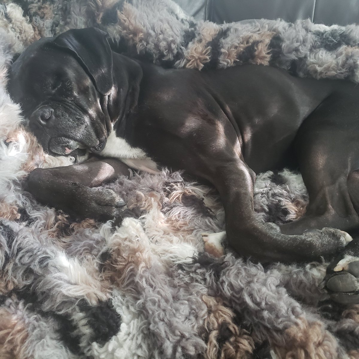 LuckyStarAK's tweet photo. Can I get just one "like" for this good boy he's had a rough 2020 #ThursdayMotivation #dog #dogs #dogsoftwitter #boxerdog #blackboxer #PersonWomenManCameraTv #coronavirus #COVID19 #oneeyeddog #wink #Influencer #viral #Motivation #preciousdog #sleep #sleepy https://t.co/BfoEIlz0yK