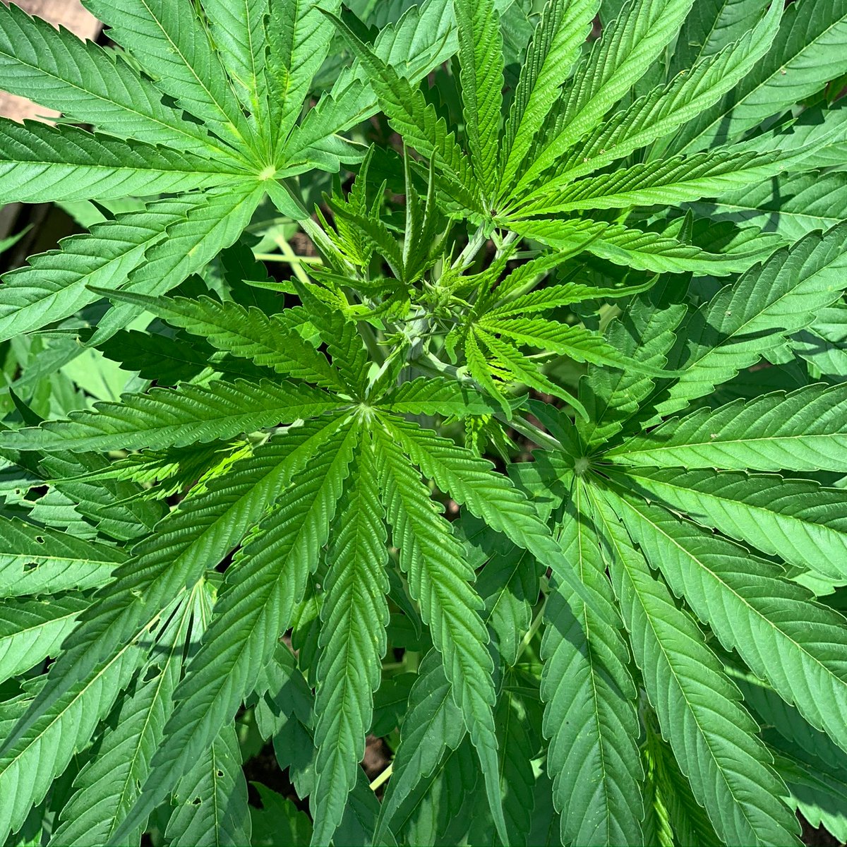 HarborHempCo's tweet photo. #HempFact: Hemp can help prevent deforestation! Just one acre of hemp can produce as much paper as four acres of trees.
#navigateyourowncourse #harborhemp #cbdoil #fullspectrumcbd #zerothc #cbd #cbdwellness #hemp #smallbatchcbd #craftcbd #labtested #denim #nationalhempmonth https://t.co/dVloyiLQvE