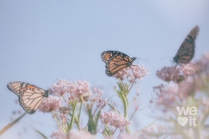 Olivia | Libra, Sagittarius𝐖𝐡𝐞𝐧 𝐲𝐨𝐮 𝐠𝐨 𝐚𝐧𝐝 𝐈'𝐦 𝐚𝐥𝐨𝐧𝐞𝐘𝐨𝐮 𝐥𝐢𝐯𝐞 𝐢𝐧 𝐦𝐲 𝐢𝐦𝐚𝐠𝐢𝐧𝐚𝐭𝐢𝐨𝐧𝐓𝐡𝐞 𝐬𝐮𝐦𝐦𝐞𝐫𝐭𝐢𝐦𝐞 𝐚𝐧𝐝 𝐛𝐮𝐭𝐭𝐞𝐫𝐟𝐥𝐢𝐞𝐬𝐀𝐥𝐥 𝐛𝐞𝐥𝐨𝐧𝐠 𝐭𝐨 𝐲𝐨𝐮𝐫 𝐜𝐫𝐞𝐚𝐭𝐢𝐨𝐧