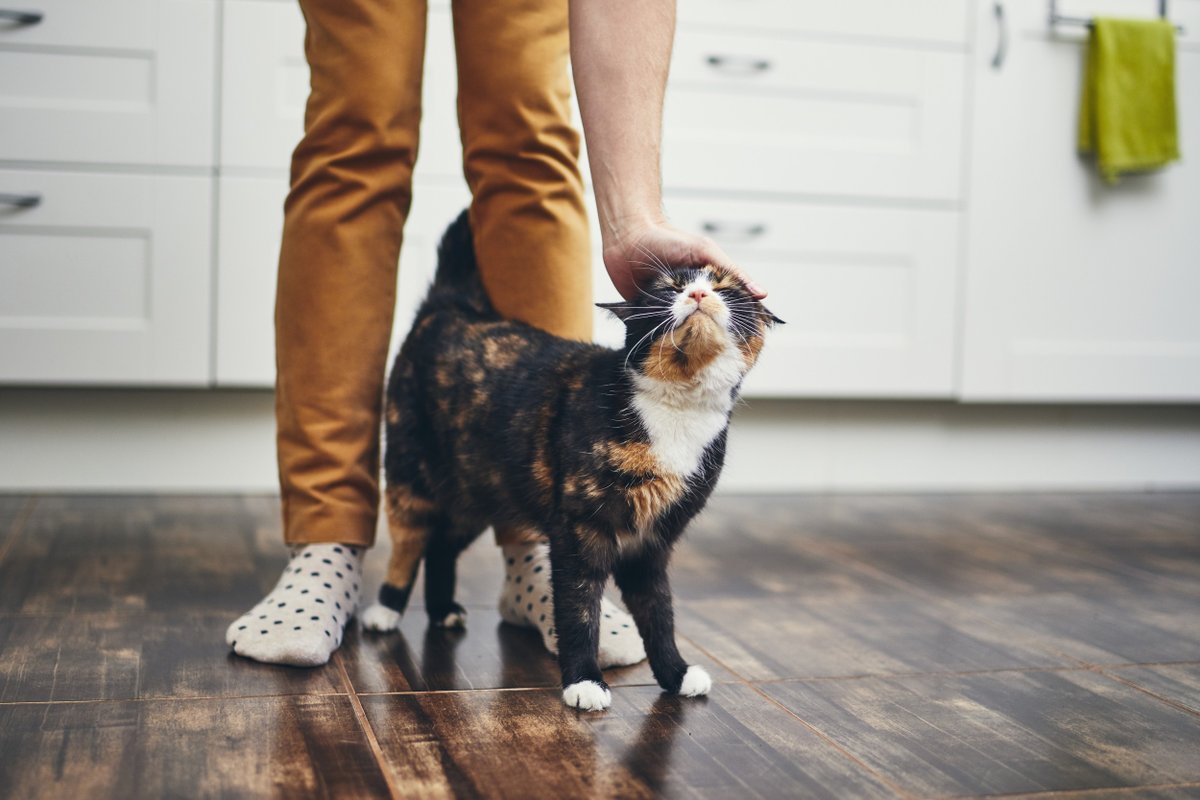 insuresaver1's tweet photo. It's #AdoptACatMonth! Owning a feline friend can reduce the risk of heart disease, stress and anxiety. Now that's something to prrr about. Post a picture of your cat here!
Give us a call if you need life or health insurance! 
1-800-366-2751
CA License # 0635486 https://t.co/YgQ5djj8HV