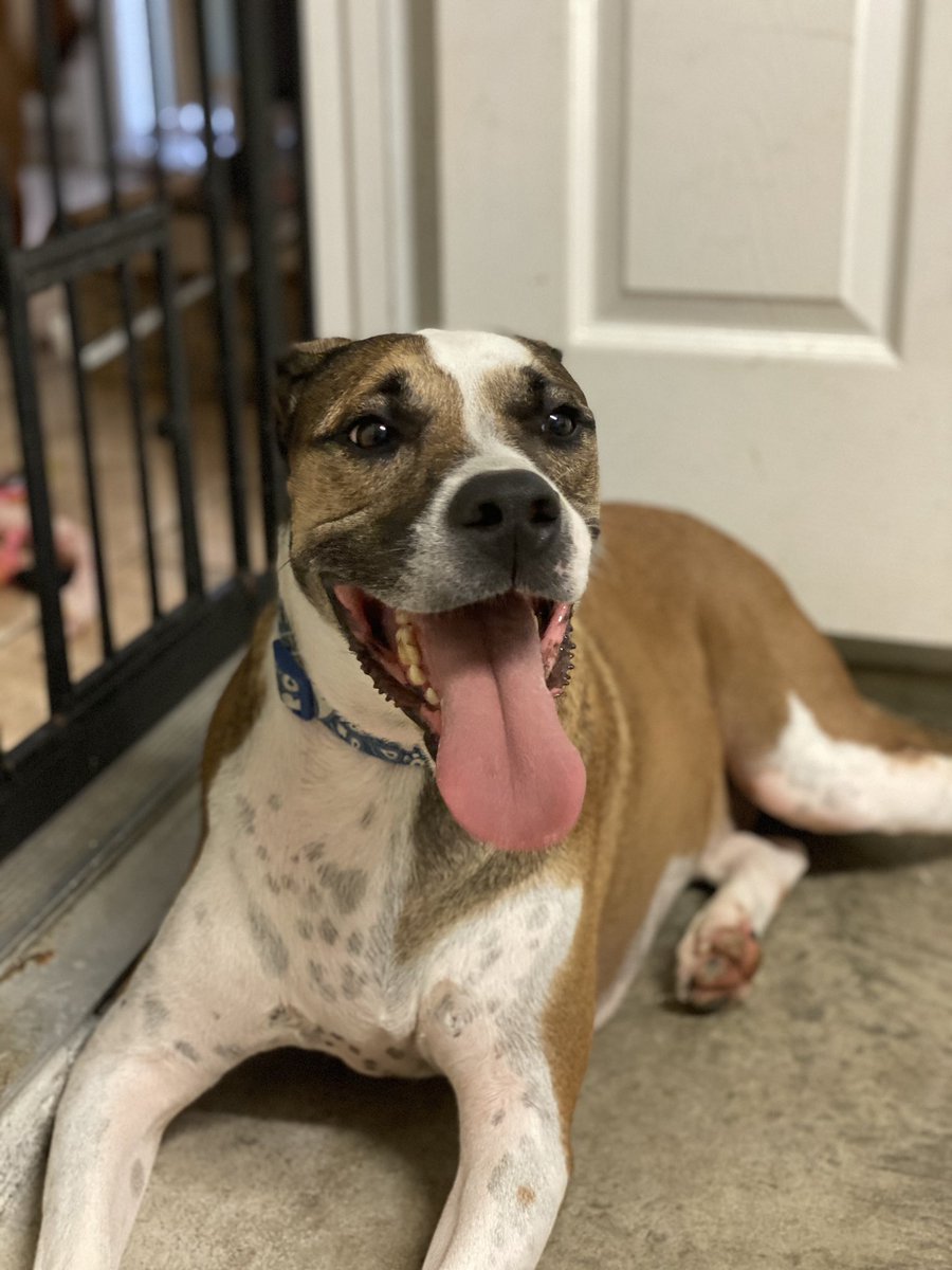 celeste20foster's tweet photo. Milo needs a home! Please spread the word https://t.co/IIHKjxOLJ8