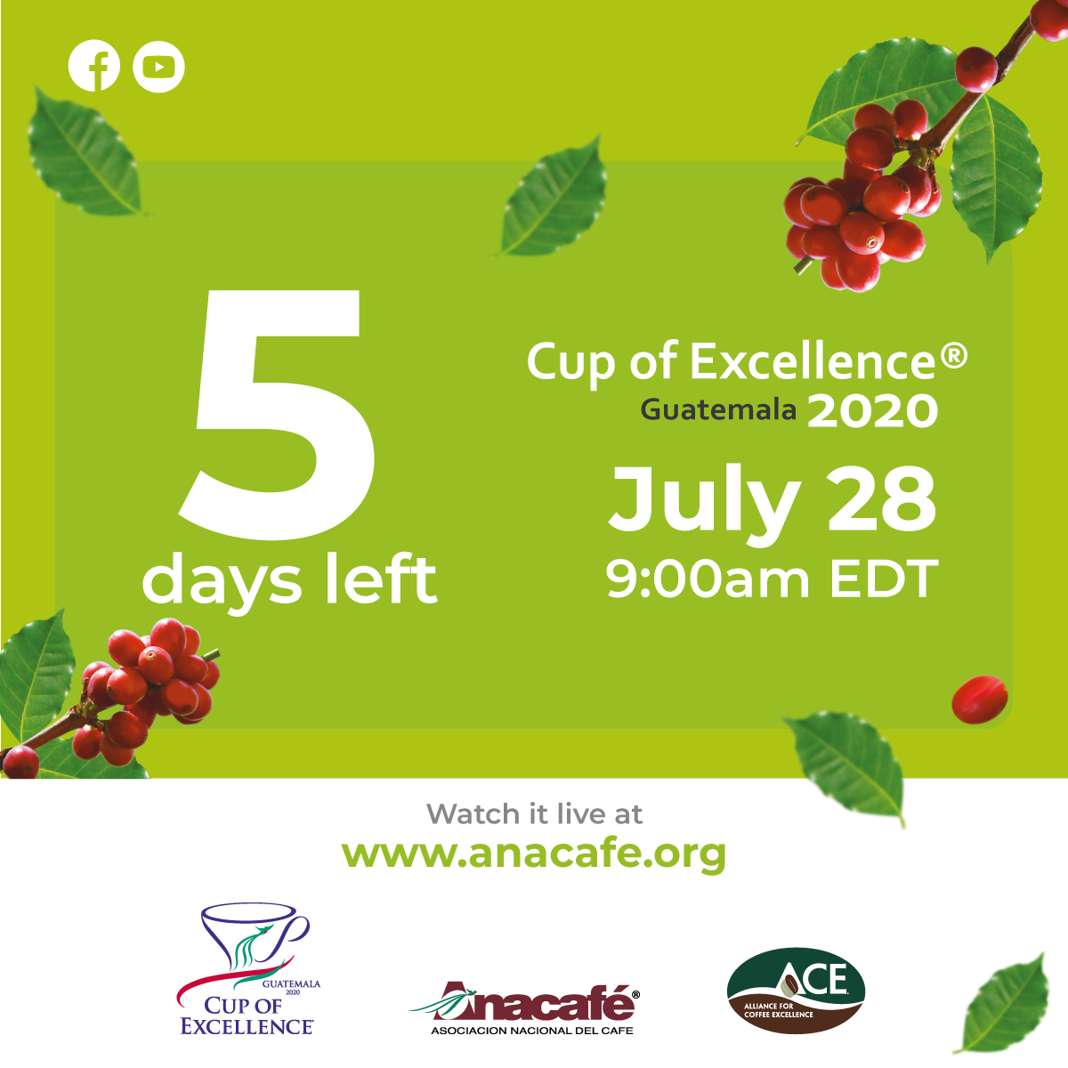 Guatemalacoffee's tweet photo. Everything’s set for next week’s @cupofexcellence Auction. The winning lots were milled, sorted, and vacuum packed immediately after the International Round. Now the online auction is around the corner. Good luck to all bidders! https://t.co/gZFSqBcYGb