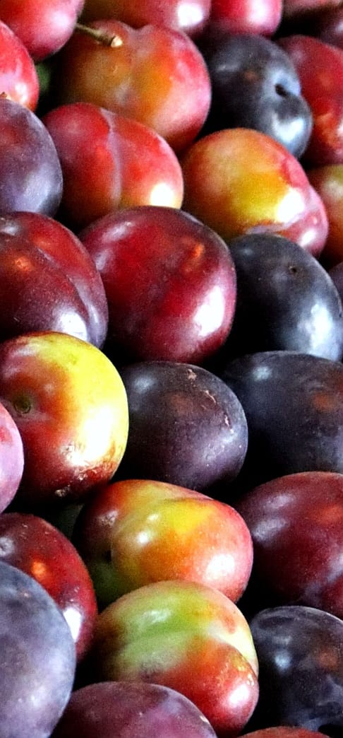 Dushdashers's tweet photo. Anxiety of abundance is not always a good anxiety to possess! #harvest2020 #nature #farming #fruit #plums #damson #fun #organic #Abundance https://t.co/c2fTPd1675
