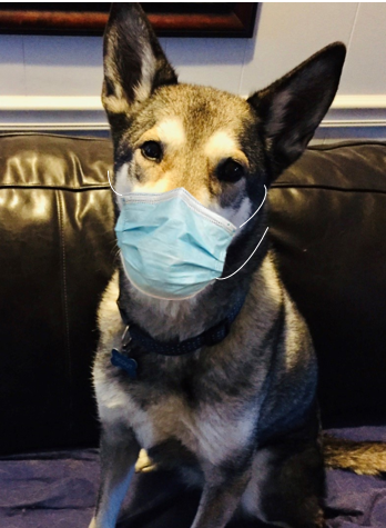 INInspectorGen's tweet photo. While it is rare, there have been instances of pets becoming infected with #COVID19 after contact with infected people. @INInspectorGen State Ethics Director, Jen Cooper, wears her mask for her family, friends, and dog. Who do you wear your mask for? #MaskUpHoosiers #MaskUpIndy https://t.co/ohbNDULyZF