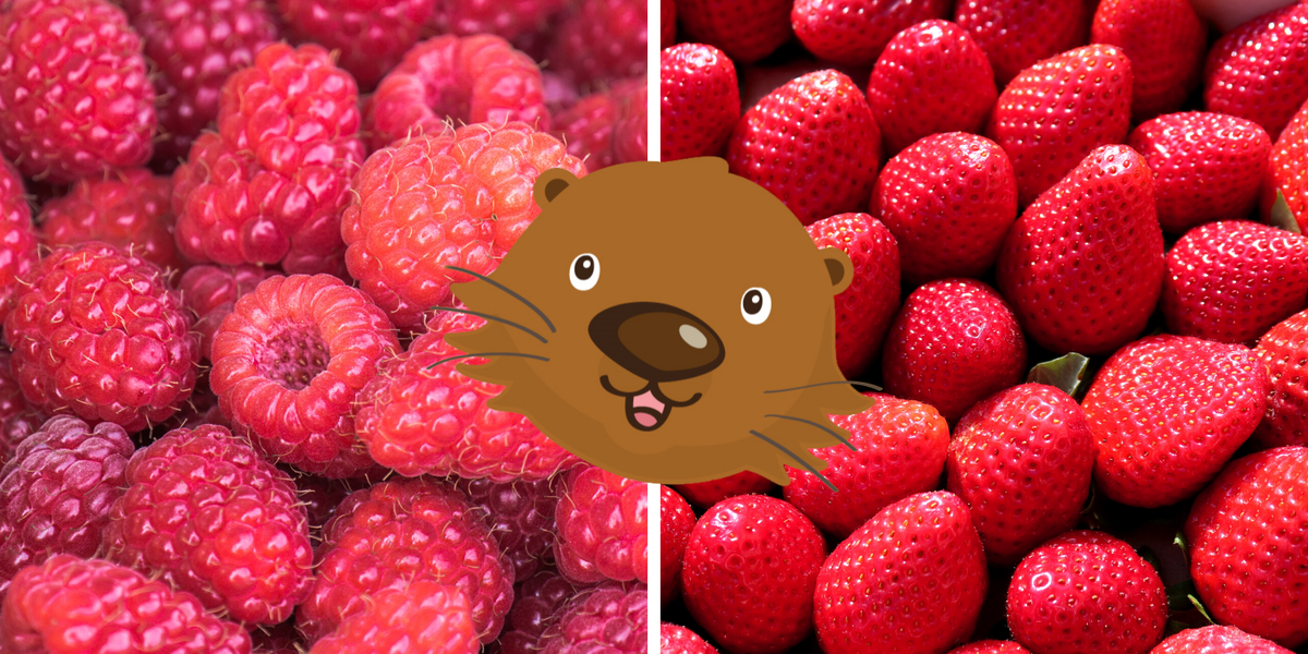 ItsPotter's tweet photo. Two yummy red fruits! What's your fave? 👇 #FruitFaceoff https://t.co/U0uKZymJ43