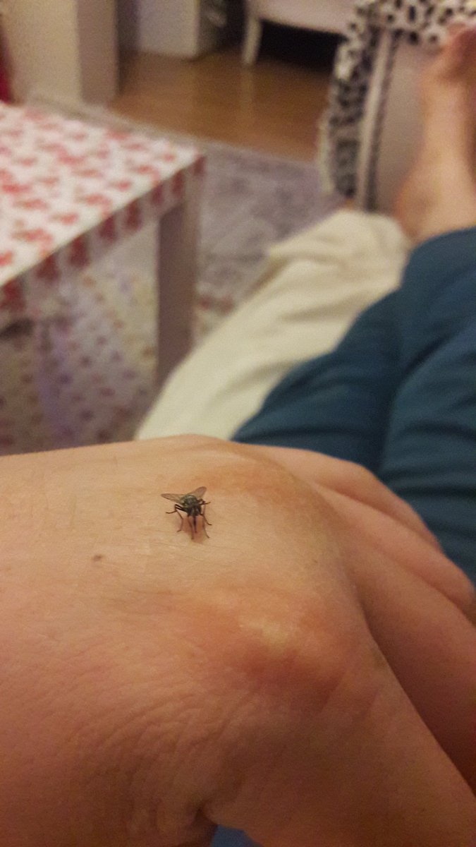 BehcetAltin's tweet photo. @bursabuyuksehir Sayın yetkililerimiz bu sinekler normal değil. Kumaştan bile ısırıyorlar. Mutasyon geçirmiş dilleri uzamış. Yer Mollafenari camii çevresi lütfen acil ilaçlayın lütfen. Oturamaz uyuyamaz olduk. https://t.co/ZaWGBCzmSv