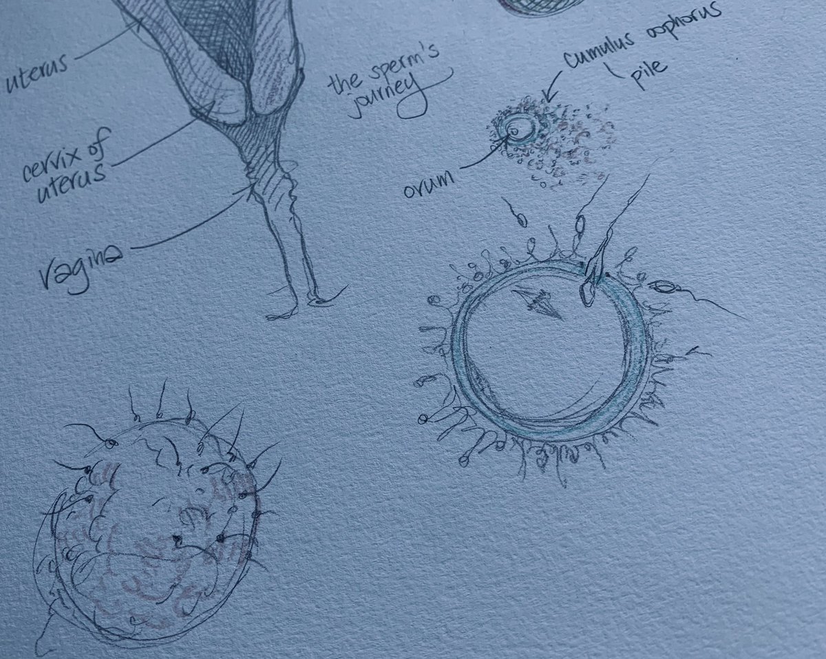 theAliceRoberts's tweet photo. How did YOU begin?
Launching... Lockdown Embryology! 
https://t.co/EJmNs993eE https://t.co/1gsfyfR3Sj
