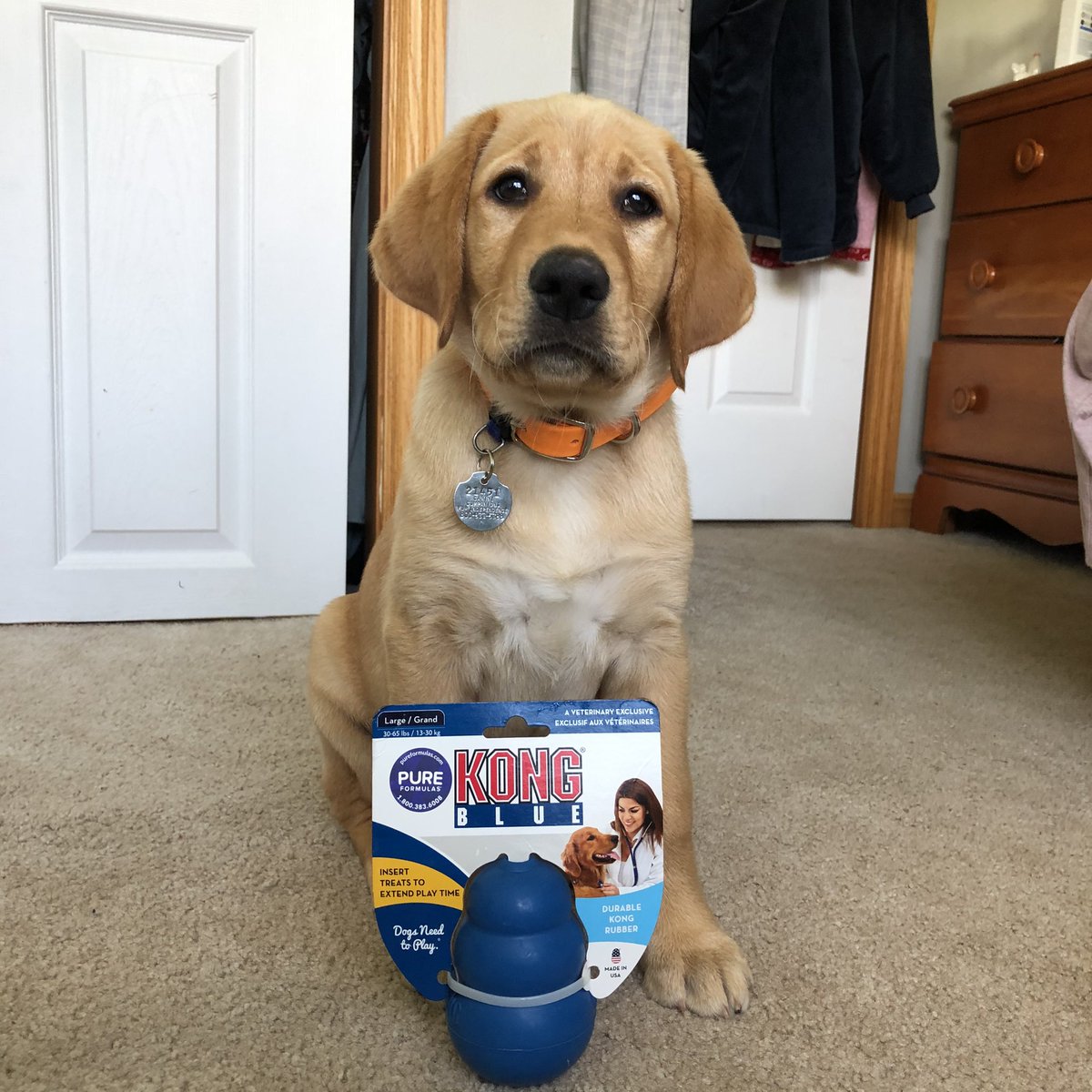 nicole_mroz's tweet photo. Noni loves her new blue kong ๐ #pureformulaslove @pureformulas
Reference number: SO2950210 https://t.co/6MO6I5k5qY