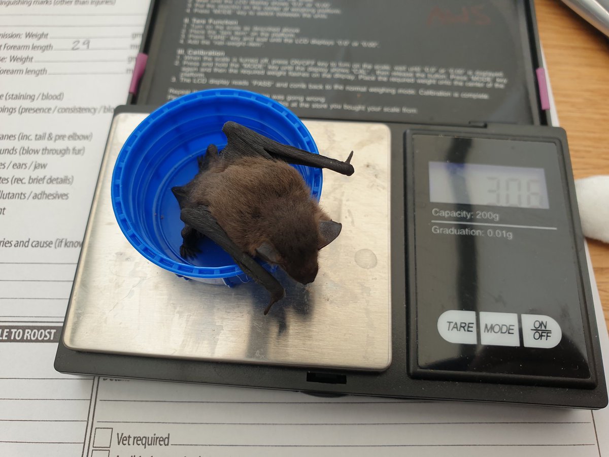 She seems a bit weak and unable to fly at the moment. Quite skinny when she came in but has eaten a few worms this afternoon.