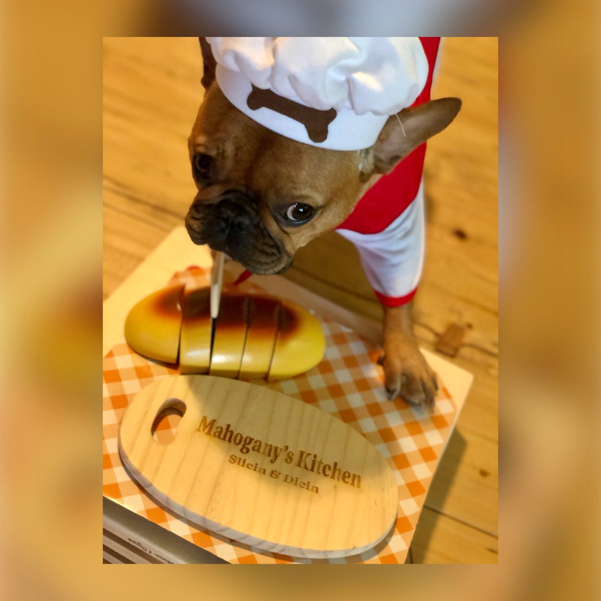 FarmBully's tweet photo. Break Bread ๐
#Mahogany #BreakBread #BoneAppetite #PamPet #MelissaandDougToys #PersonalzationMall
#MahoganyTheFrenchie #MemoirsOfMahogany #FunFrenchie #LovingLife #BossDog #RockStar #QueenMahogany
#frenchbulldogs #frenchbully #puppylove #frenchiepuppy #frenchielovers https://t.co/T0PgJsWkz8