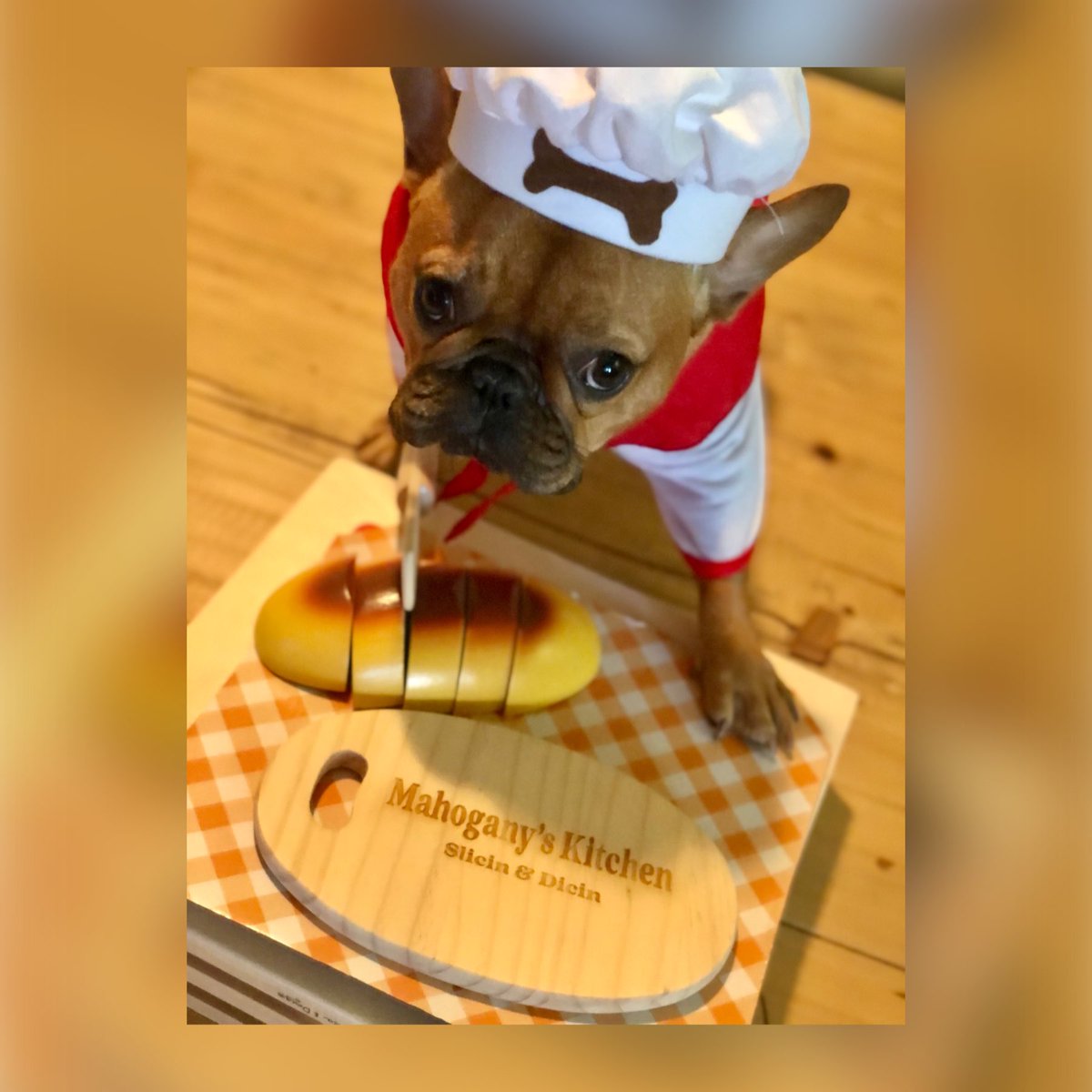 FarmBully's tweet photo. Break Bread ๐
#Mahogany #BreakBread #BoneAppetite #PamPet #MelissaandDougToys #PersonalzationMall
#MahoganyTheFrenchie #MemoirsOfMahogany #FunFrenchie #LovingLife #BossDog #RockStar #QueenMahogany
#frenchbulldogs #frenchbully #puppylove #frenchiepuppy #frenchielovers https://t.co/T0PgJsWkz8