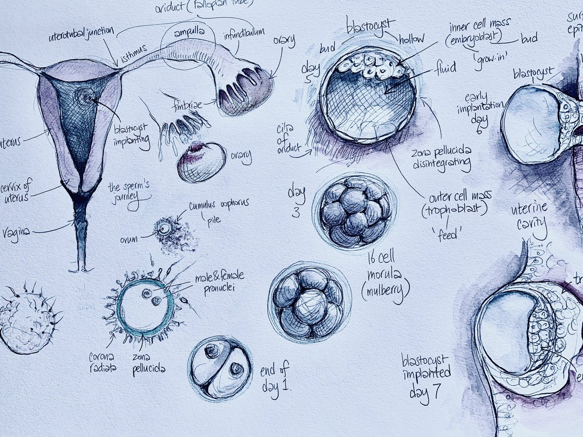 theAliceRoberts's tweet photo. How to make a baby: from ovulation to fertilisation and implantation...
https://t.co/EJmNs993eE https://t.co/UVBthmIOFs