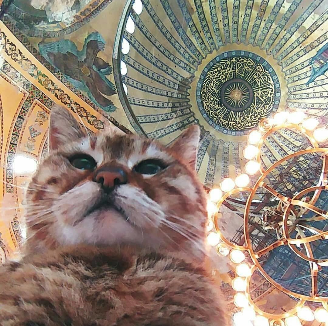 Thread on Cats loving Hagia Sophia/ AyaSofyastarting with the grey cat named Gli meaning “Union of Love” living in Ayasofya since 2004.