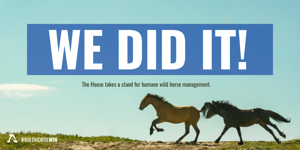 FreeWildHorses's tweet photo. #wildhorsewin WE DID IT!! The House just took a stand for humane #wildhorse management by passing an amendment that will require the Bureau of Land Mgmt to use at least $11M on PZP fertility control vaccines. 🎉🐴❤️ https://t.co/N3JcqcdnEa