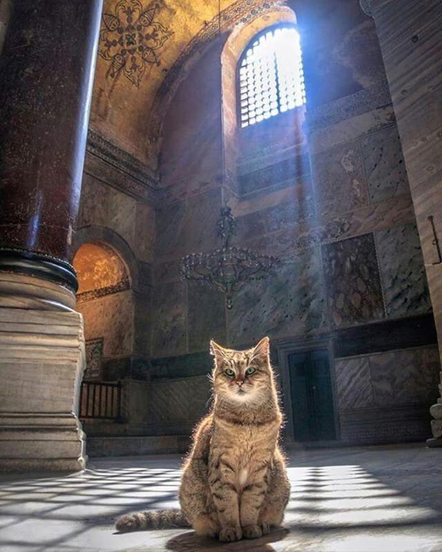 Thread on Cats loving Hagia Sophia/ AyaSofyastarting with the grey cat named Gli meaning “Union of Love” living in Ayasofya since 2004.