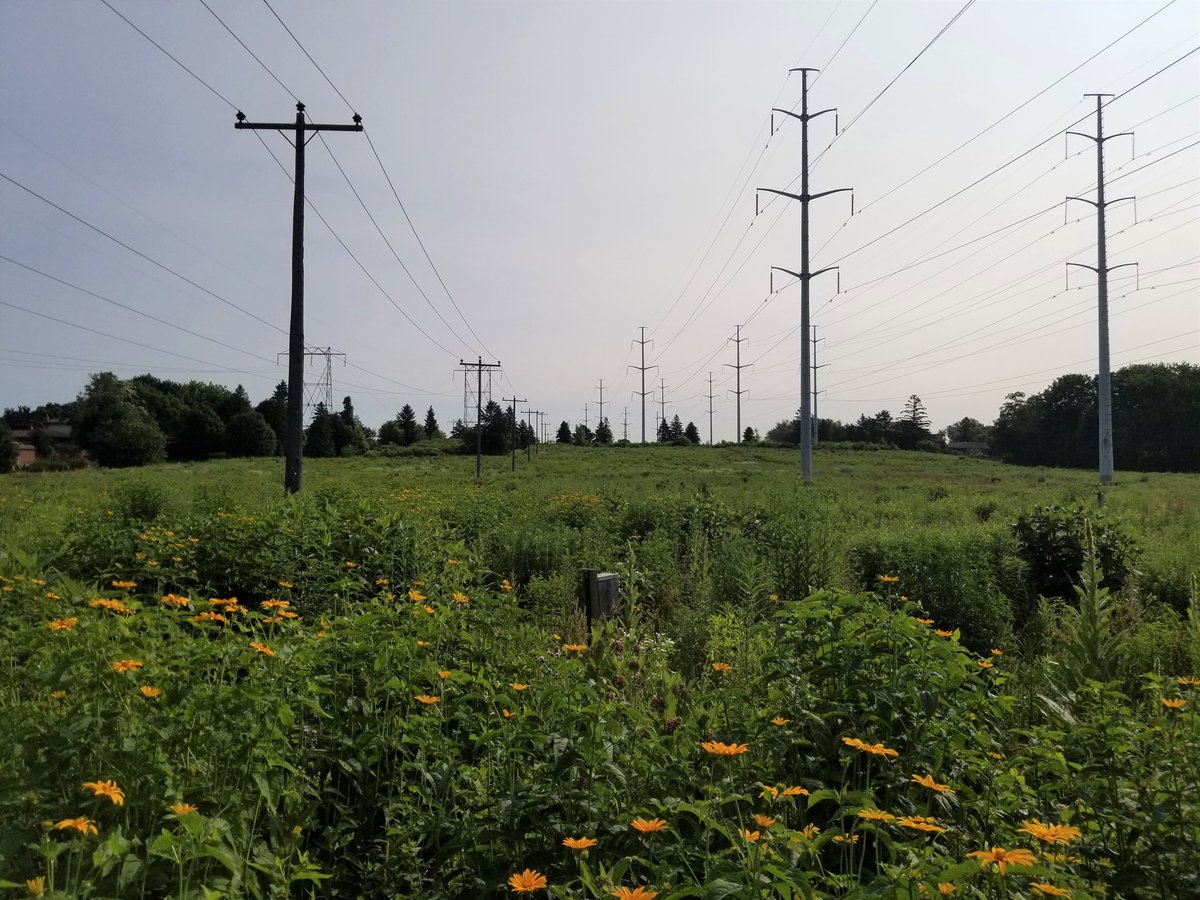 TheMeadoway's tweet photo. #ThrowbackThursday From turf grass to thriving meadow - this section of #mymeadoway is just east of Benshire Rd. It's the site of our pilot project that provided the inspiration to expand restoration efforts to a full 16 km. #ScarbTO https://t.co/75R6sn5lBF