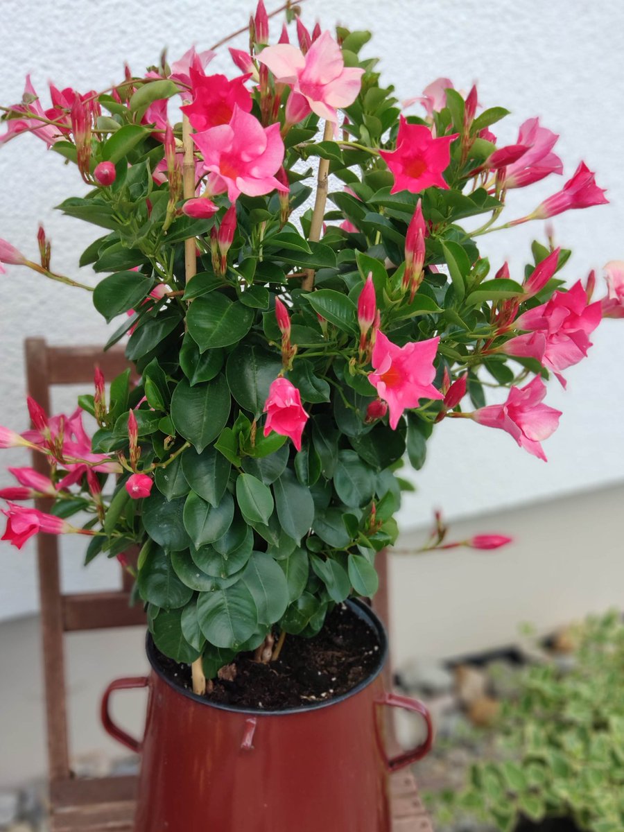 Spass_im_Garten's tweet photo. In alten Töpfen blüht es sich am schönsten.
#Blüten #Blumen #Sommer https://t.co/TOLvdxgB3U