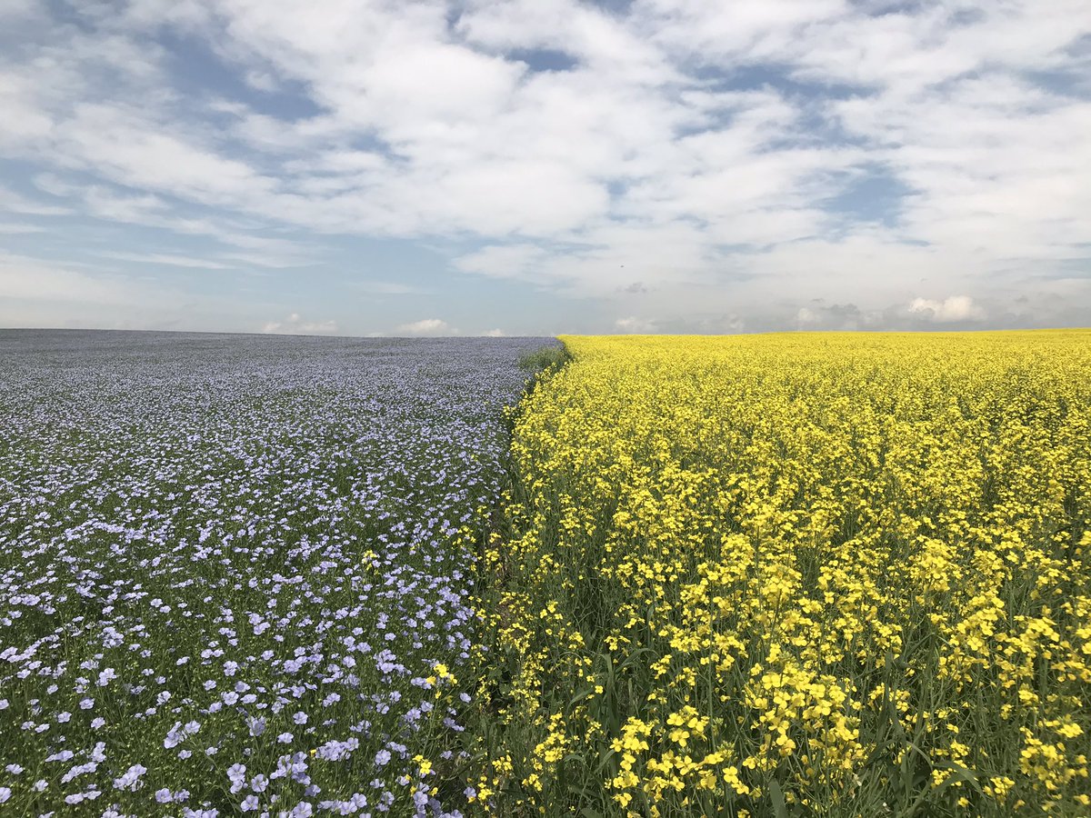 MyTechGenie's tweet photo. Drunk with colour. Side by side flax and canola fields. #hadtopullover #ABroads #Cluny https://t.co/PqfYnCtHrm