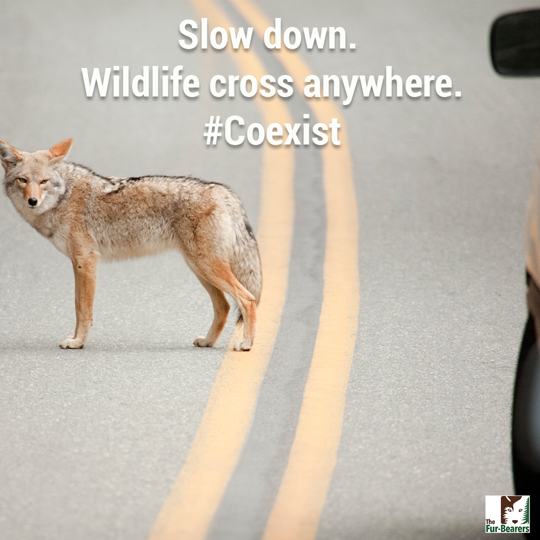FurBearers's tweet photo. Which animals do you most frequently see crossing the road where you live?

#coexist https://t.co/SebhKbSheF