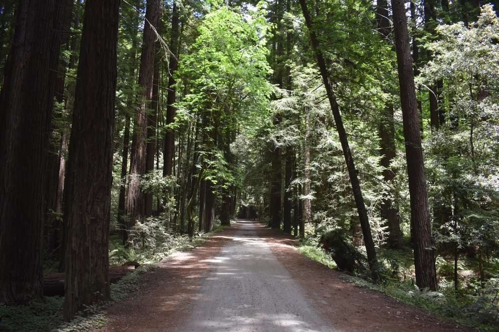 Whiteboywander1's tweet photo. Nisene Marks State Park

#nisenemarksstatepark https://t.co/eGOBFQ0Ceq