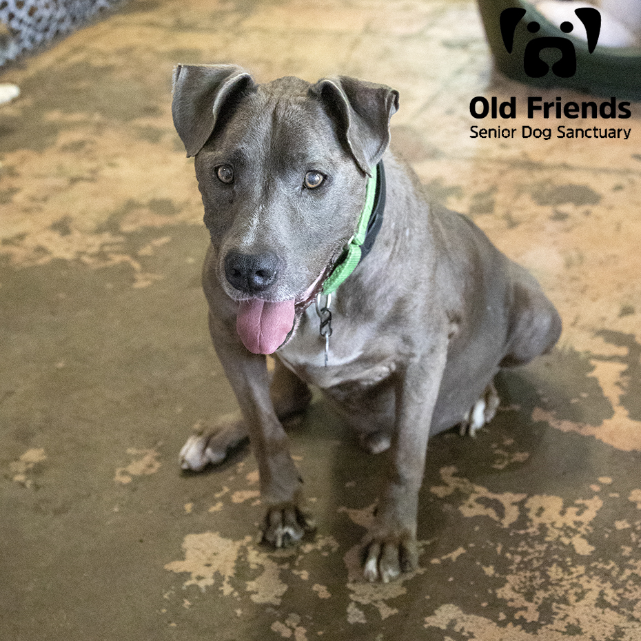 oldfriendssds's tweet photo. "I will watch every move you make and follow you!"- Tank
#ofsds #ofsdstank #seniordogs https://t.co/vIXDLO3dY6