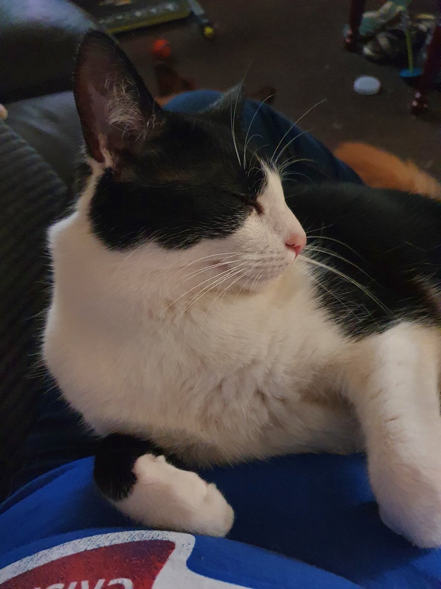 arya_felix's tweet photo. That little pip squeak Bronn keeps stealing Mum's knee so I jumped on to claim it as my own mol today mol. https://t.co/PeCamlDL5t