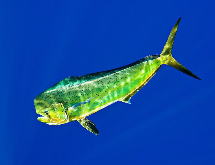 Baby Mahi Mahi