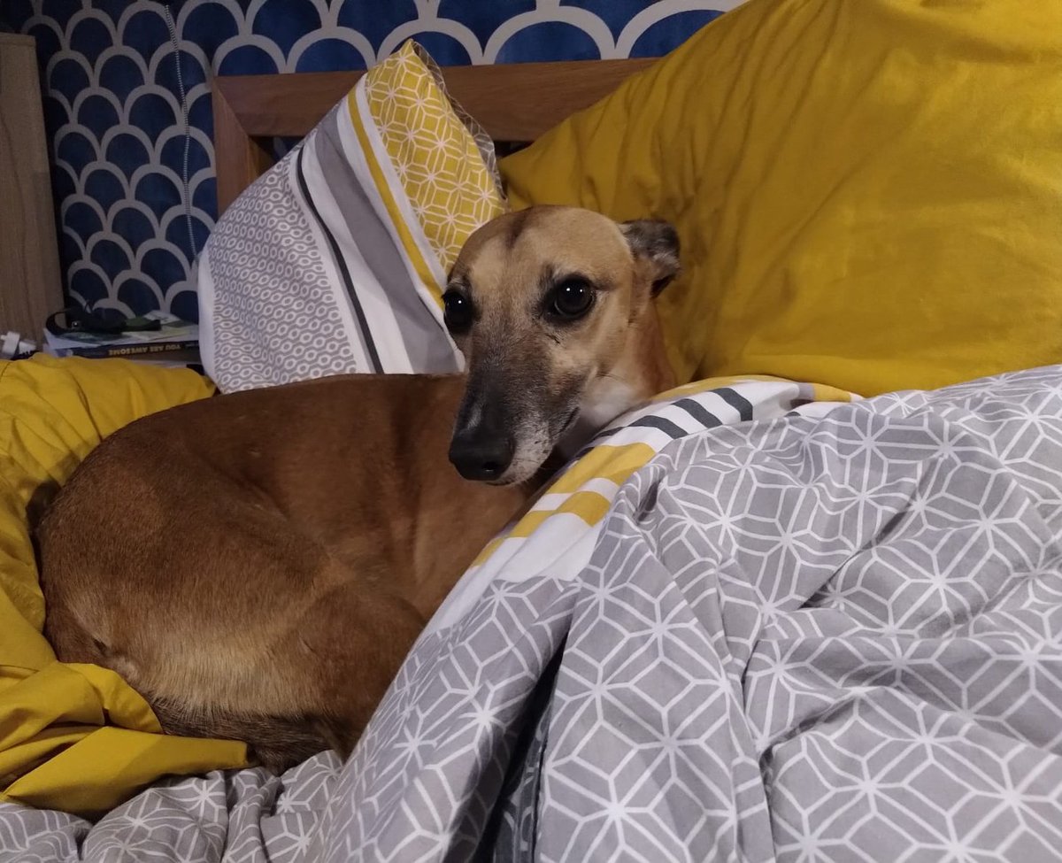 Weather_Ellie's tweet photo. Look of innocence 😇...you wouldn't think this 🐶 spent 15 mins eating a dead sheep on his walk whilst my sleep-deprived husband thought he was exploring a fox den 😱🤦🏼‍♀️

N.B. he did NOT kill the sheep #littlebopeep #carnivore #savage #whippet #butterwouldntmelt https://t.co/4nnvK4kJIb
