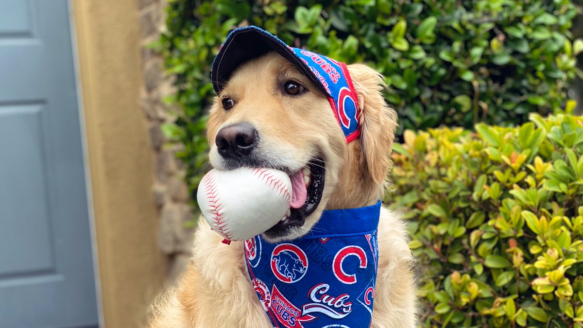 GoldenWoofs's tweet photo. Woofs! Golden Excited ⚾️ Baseball is Back! Happy #openingday2020 💙 Love the Chicago #Cubs ⚾️ #GoCubsGo 🐶 KORU BEAR #dogsandbaseball https://t.co/VSAZvsJJrA