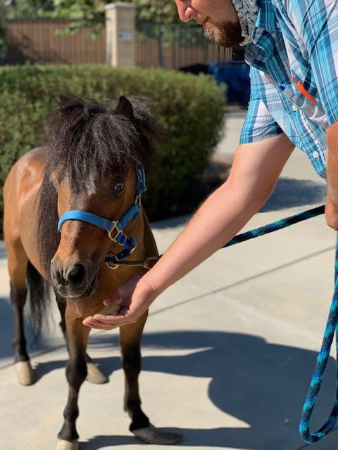 Yes I am a mini horsey and, yes, I am blowing up the Internet (or, at least, blowing up Animal Services’ Facebook page). The good news: I have tons of adoption interest. #RivCoNOW #miniHORSEY