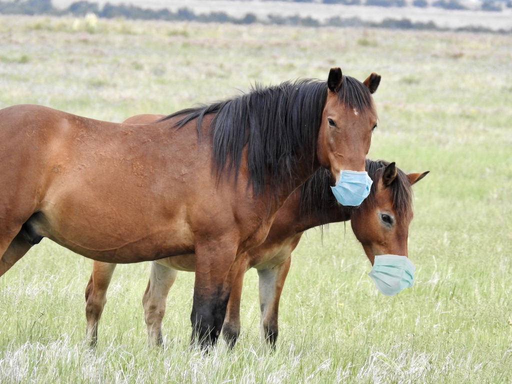 Englercanyon's tweet photo. Probably.
#washyourhands #wearamask #keepyourbubblesmall #dontsendmeangrymessages #iloveyou #wegotthis #wildhorses #mustangsmatter #sodoyou https://t.co/1cPDAEjouo