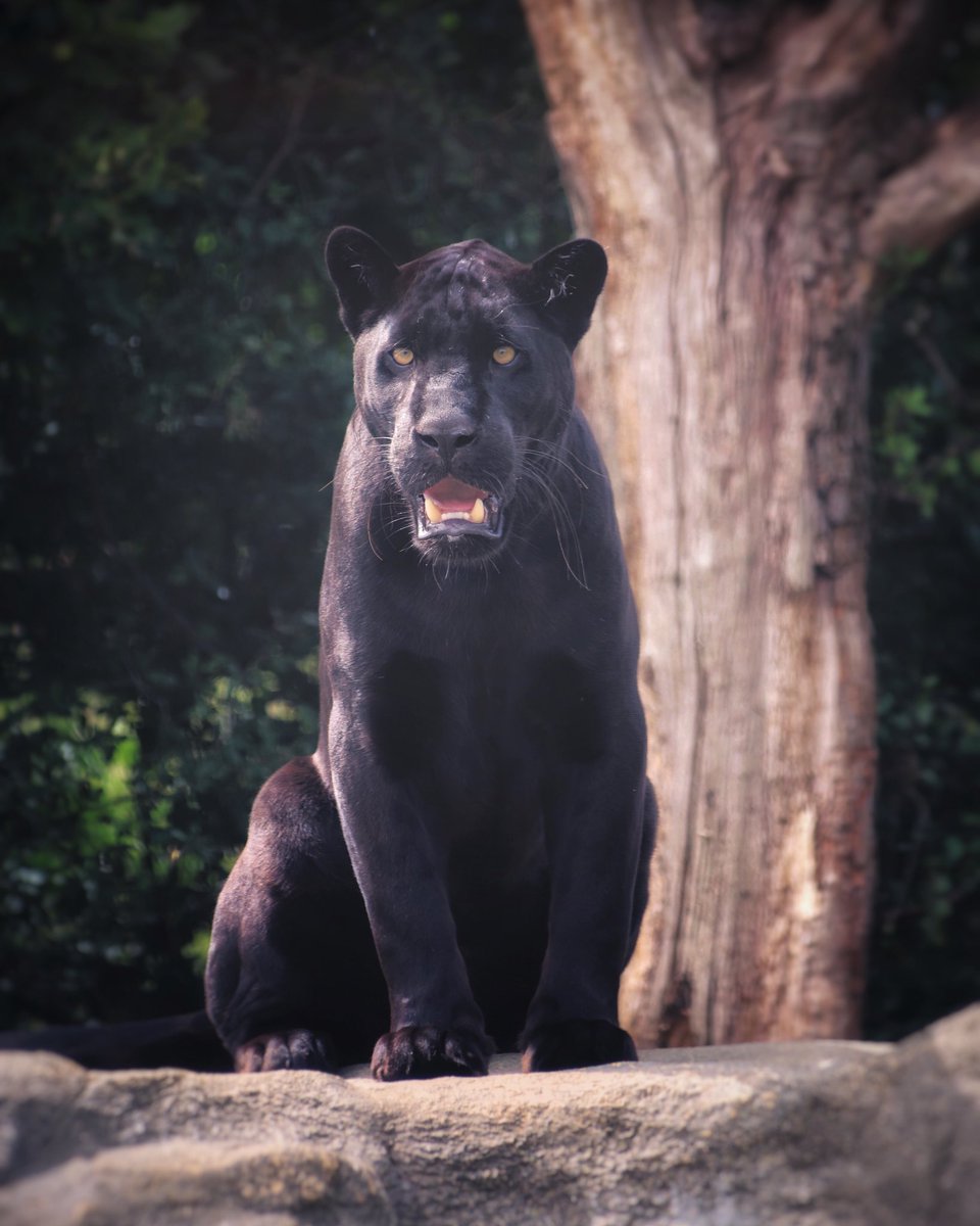 SiggersPhoto's tweet photo. Thank you @TheBigCatSanct for a completely unforgettable experience over the last couple of days ❤️ @GilesClark78 and all the team should be SO PROUD! https://t.co/XPabjUoY9z