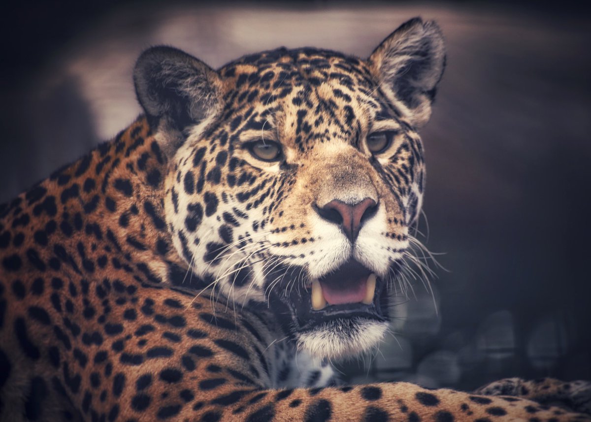 SiggersPhoto's tweet photo. Thank you @TheBigCatSanct for a completely unforgettable experience over the last couple of days ❤️ @GilesClark78 and all the team should be SO PROUD! https://t.co/XPabjUoY9z