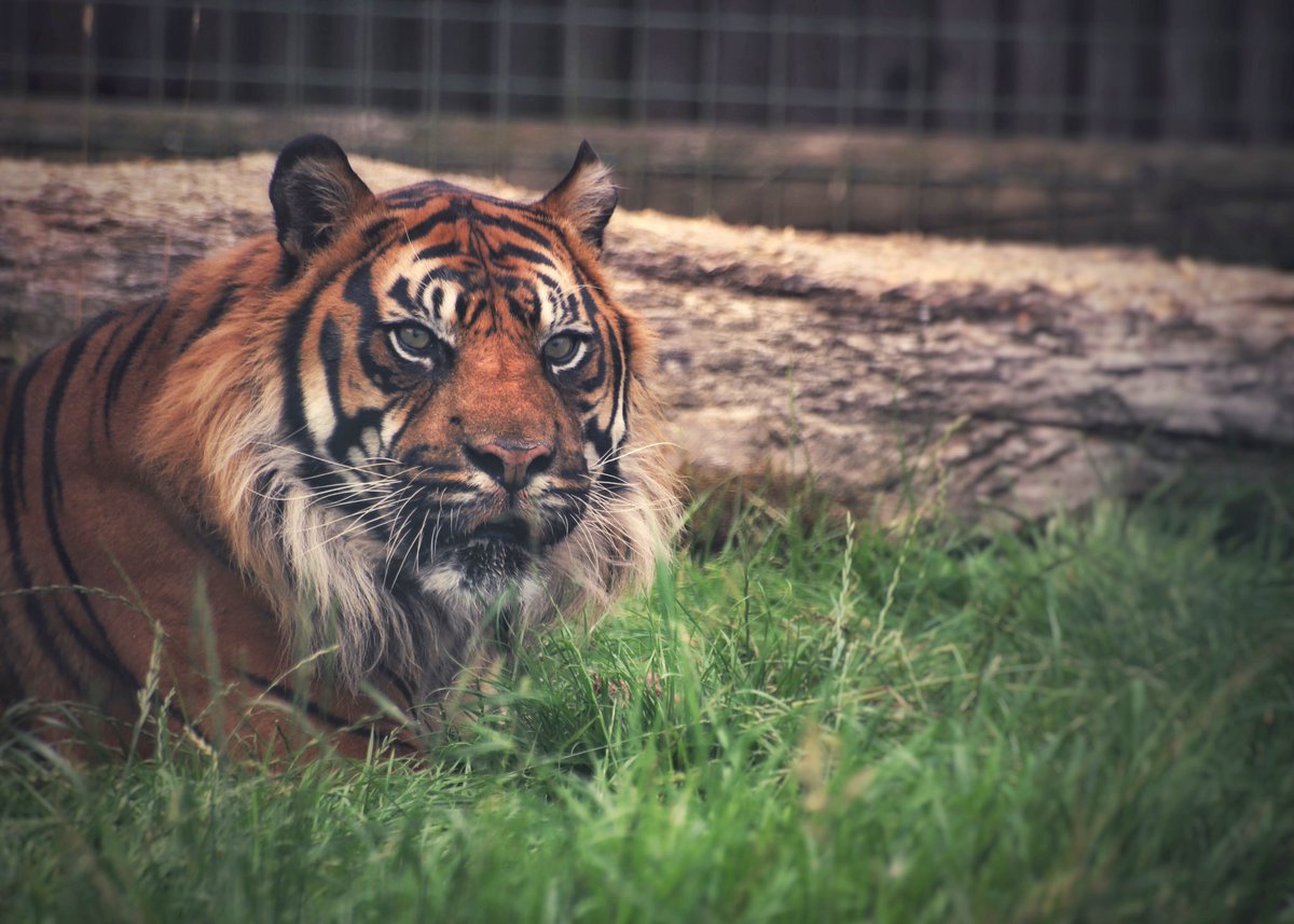 SiggersPhoto's tweet photo. Thank you @TheBigCatSanct for a completely unforgettable experience over the last couple of days ❤️ @GilesClark78 and all the team should be SO PROUD! https://t.co/XPabjUoY9z
