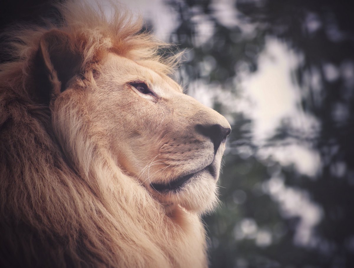 SiggersPhoto's tweet photo. Thank you @TheBigCatSanct for a completely unforgettable experience over the last couple of days ❤️ @GilesClark78 and all the team should be SO PROUD! https://t.co/XPabjUoY9z