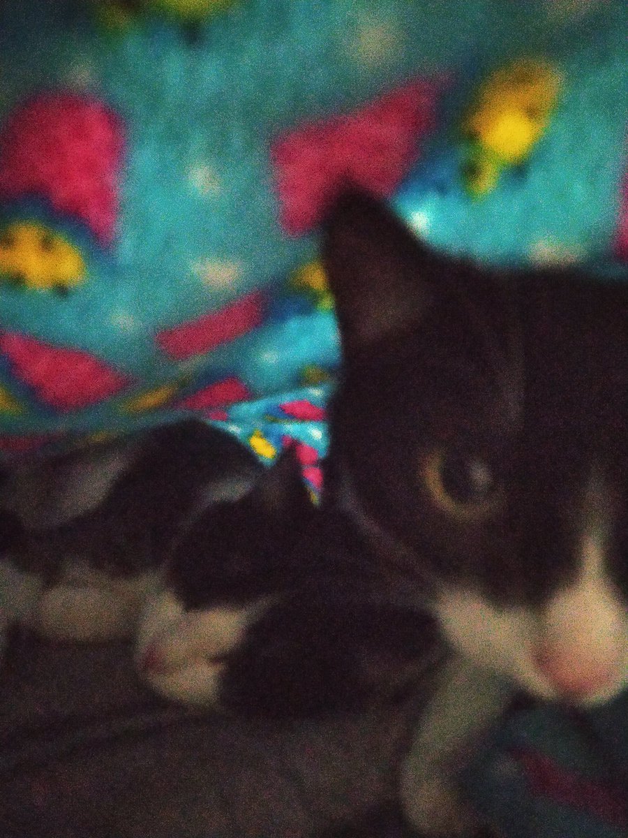 Andreccelylive's tweet photo. 🆘Por favor, se necesita hogar para estas hermanitas, ellas sufren mucho de casa en casa y sus humanos reciben  vivienda hasta diciembre, ayer las visitaron por qué han estado muy deprimidas en especial zira, me siento muy triste de verlas así.👇me ayudan? https://t.co/DZZ0O09BMr