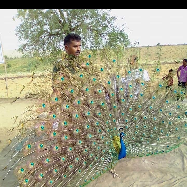 जय हिंन्द