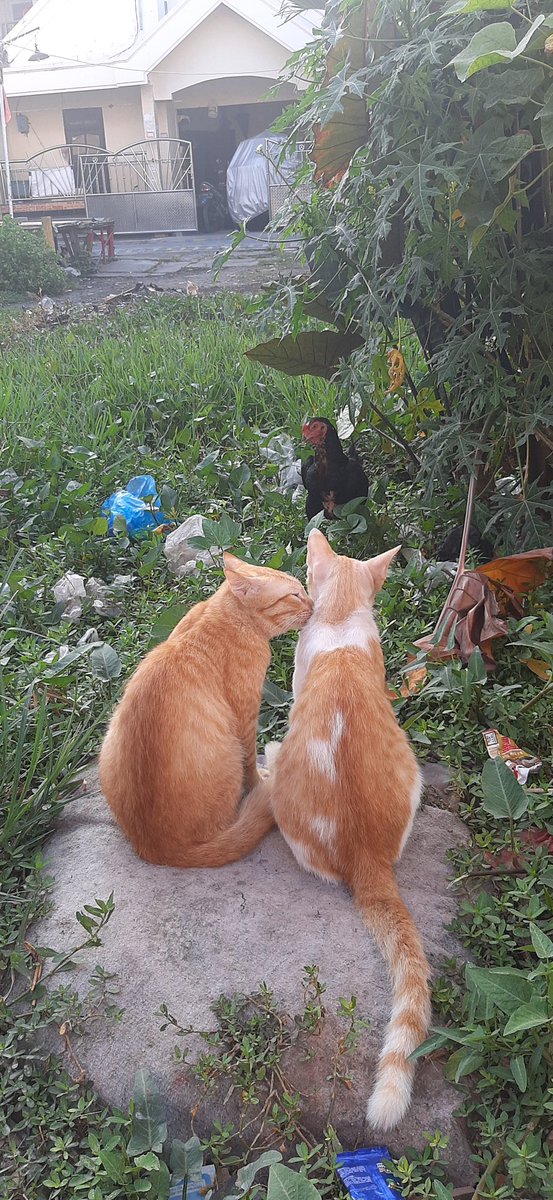 animalfess2's tweet photo. Anf! Dunia milik berdua 🥰 https://t.co/qhLBtrtE3N