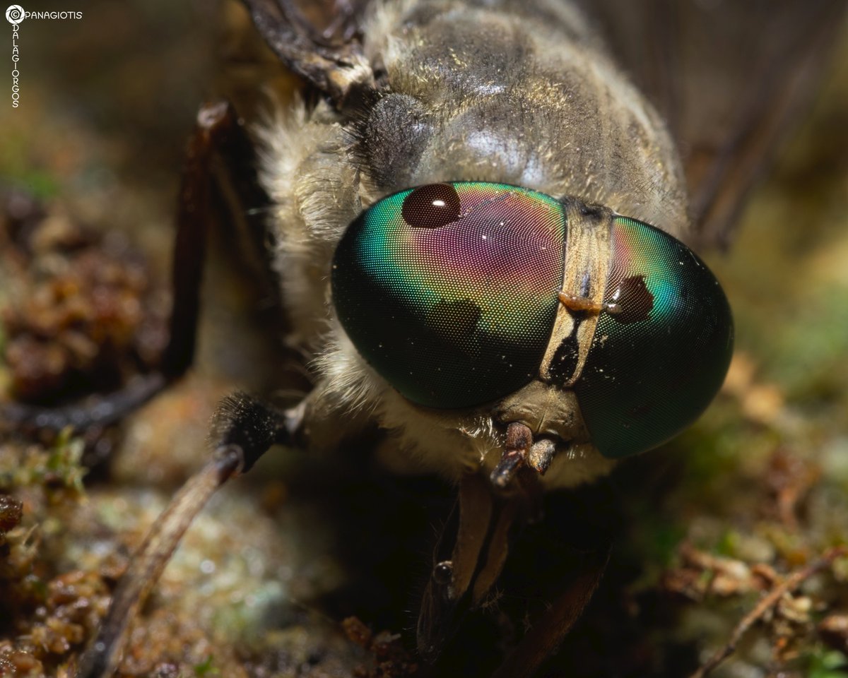 PYoPhotography1's tweet photo. Tabanus sp. It was caught in a spider web so I could take some really close photos

#insect #nature #NaturePhotography #Macro #macrophotography #photography @BBCEarth @natgeowild https://t.co/yJskBbYcBr