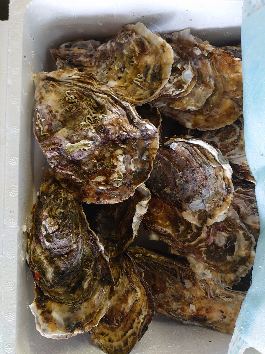 海鮮茶屋魚吉 Uoyoshi Lf Twitter