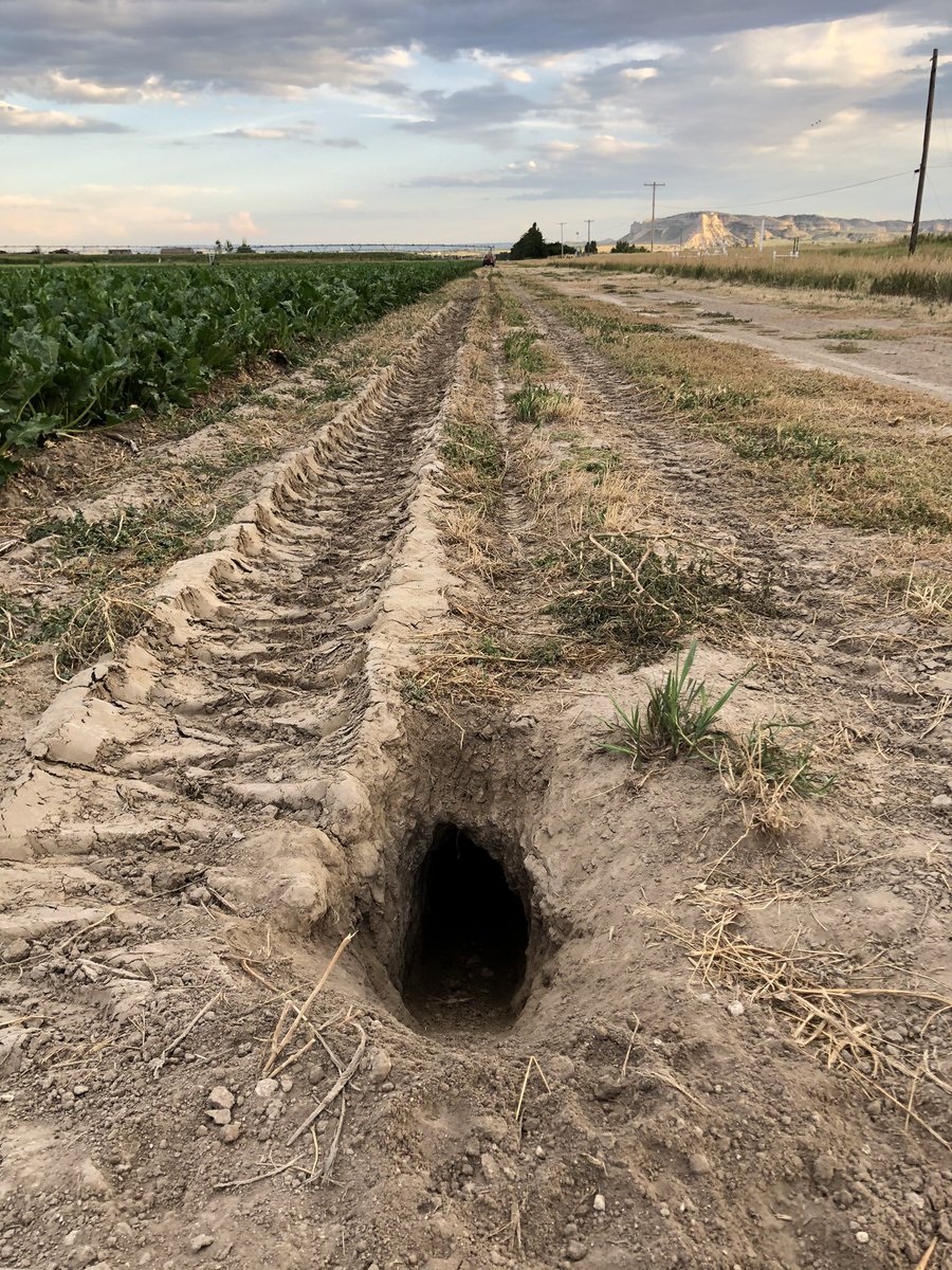 Someone built a tunnel at our research plot, time to have subway at Scottsbluff!