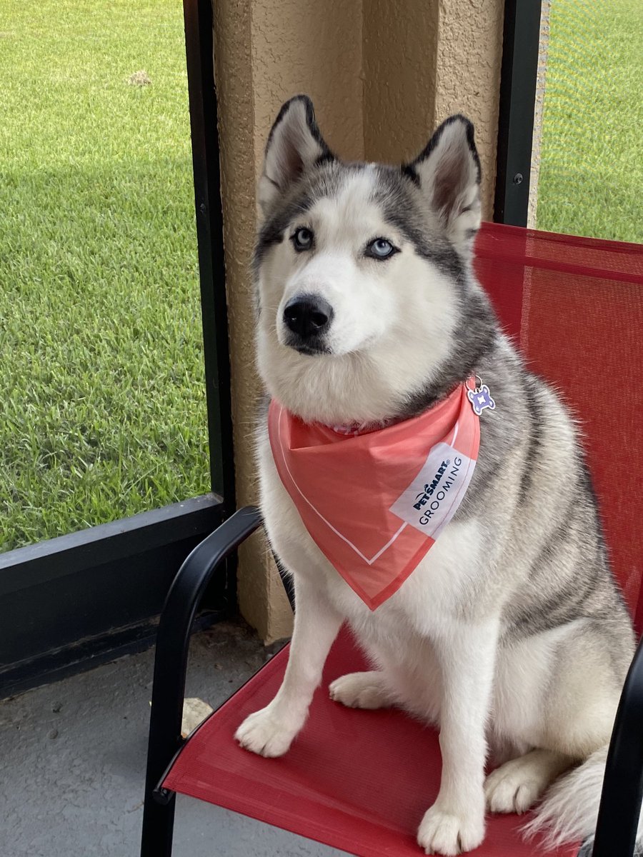 DoubleSPets's tweet photo. @TheWordOfErynn You can include all the dog hair you want as far as i am concerned!  More hair more love https://t.co/EZfTwM8Grl